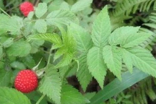 扬州副局长戴璐婚内出轨视频曝光，昔日“励志女官”形象崩塌？